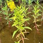 Lysimachia terrestris Habit