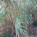 Arundo donax Fuelha