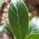 Chassalia gaertneroides Hoja