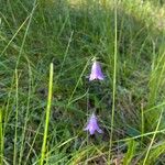 Campanula rotundifoliaBlomst