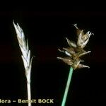 Carex dioica Other