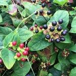 Hypericum androsaemum Blad