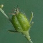 Astraea lobata Fruit