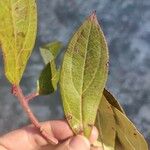 Cornus racemosa Blatt