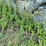 Galium maritimum Habit