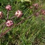 Oenanthe globulosa Fruit