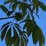 Ceiba speciosa Leaf