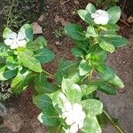 Catharanthus coriaceus Frunză