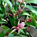 Brassia caudata पत्ता