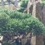 Juniperus chinensis Φύλλο