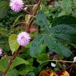 Mimosa albida Habit