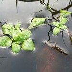 Callitriche stagnalis Leaf