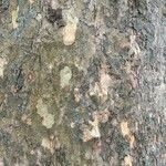 Platanus occidentalis Bark