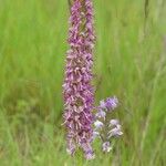 Orchis × spuria অভ্যাস