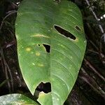 Philodendron inaequilaterum Лист