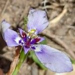 Herbertia lahue Blomma