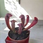 Sarracenia psittacina Yaprak