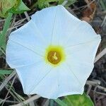 Ipomoea imperati Flower