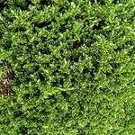 Hebe cupressoides 形態