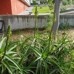 Aloe striatula Λουλούδι