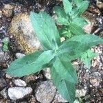 Mentha longifolia Blad