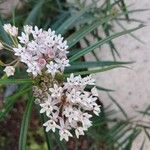 Asclepias angustifolia花