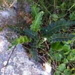 Asplenium ceterach Folha