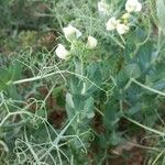 Lathyrus oleraceus Blad