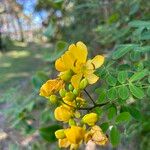 Senna pendula Blomst