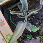 Kalanchoe daigremontiana 葉