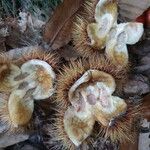 Castanea sativa Mbuma