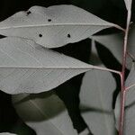 Quadrella morenoi Leaf