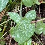 Rumex scutatus Hoja