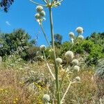 Eryngium paniculatum പുറംതൊലി