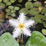 Nymphoides indica 花