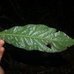 Amasonia arborea Frunză
