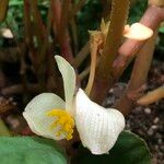 Begonia handelii Hábito