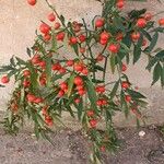 Solanum pseudocapsicumFruit