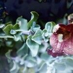 Salvia africana-lutea 花
