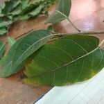 Ficus virens 葉