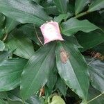 Costus afer Λουλούδι