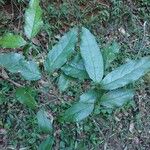 Decarydendron helenae Yaprak