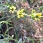 Sideritis syriaca Flower