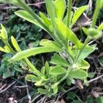 Erigeron sumatrensis Leaf