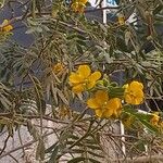 Senna multiglandulosa Květ
