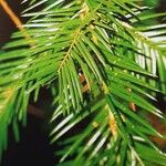 Torreya californica Folha