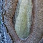 Eucalyptus globulus Coajă