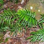 Pteris balansae 整株植物