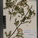Sorbus rufopilosa Outro