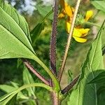 Helianthus divaricatus Kabuk